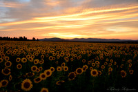 Deer Park, WA © Christy Alejandra Photography