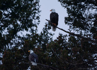 Eagles In Cda © Christy Alejandra Photography