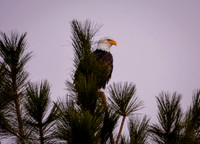 Eagles In Cda © Christy Alejandra Photography