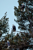 Eagles In Cda © Christy Alejandra Photography